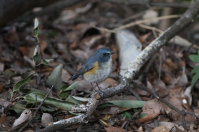 ルリビタキ　雄